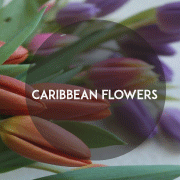 Caribbean Flowers