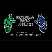 Escuela Para Perros